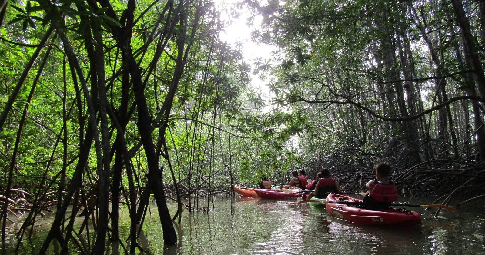 Mangrove Kayaking